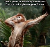 Glamorous monkey…