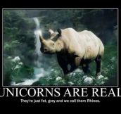 Unicorns have been among us for a long time…
