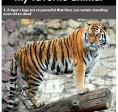 Facts about Tigers (22 Pics)