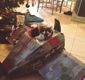 My kitten got his own plane for Christmas