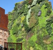 Vertical garden in Madrid