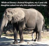 A well gifted elephant…