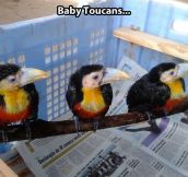 Little baby toucans…