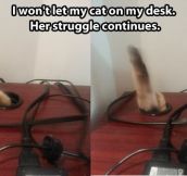 Persevering cat…