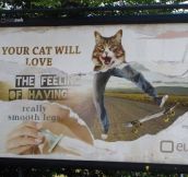 Your cat will love…
