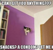 Helpful cat…