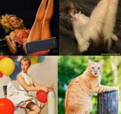 Cats that look like pin-up girls…