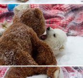 Two teddy bears…