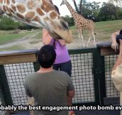 Giraffes, always ruining everything…