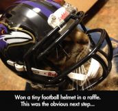 Tiny football helmet…
