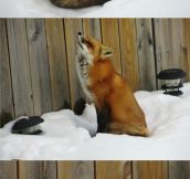 Sleepy Fox…