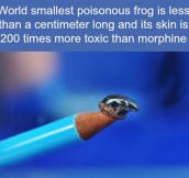 Poisonous frog…