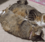 Cats with identical wake up routines…