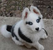 Such a beautiful Husky puppy…