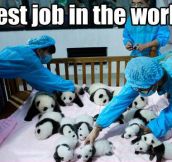The cutest job you could ever have…