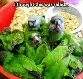 That’s a tasty salad… Wait…