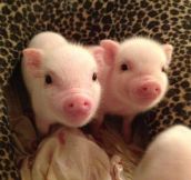 Smiling piglets…