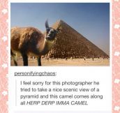 In the way camel…