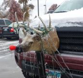 Rudolph on the road…