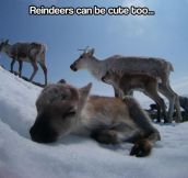Aww, reindeers…