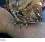 Grumpy Owl?