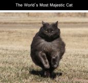 One very majestic cat
