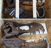 T-Rex skull…