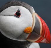The amazing face of the Atlantic Puffin…