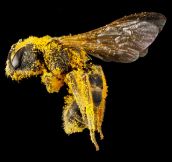 Close up of a pollen covered bee…