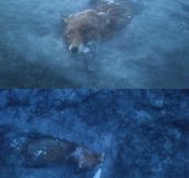 Frozen fox is sad…