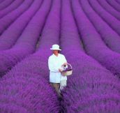 Lavender fields in France…