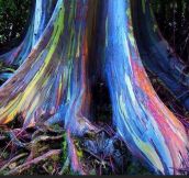 Rainbow Eucalyptus trees on Maui, Hawaii…
