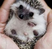 The cutest baby hedgehog you’ll see today…