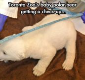 The cutest irreverent polar bear…