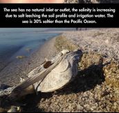 The creepy story of the Salton Sea…
