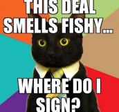 Business cat problems…
