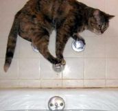 This is how cats take a bath…