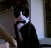 James Bond cat…