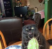 Cactuses and cats don’t mix…