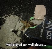 Well played cat…