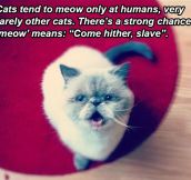 Cat theory…