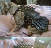 Cat leather armor…