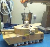 Cat tank…