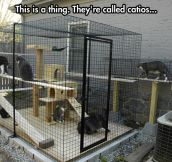 Cat cage in the back yard…