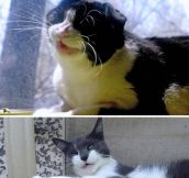 Cats about to sneeze…