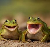 Two Happy Frogs…