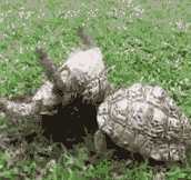 Tortoise brotherhood…