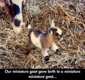Cutest tiniest goat in the world…