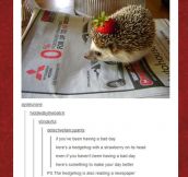 The hedgehog wants to go fast…