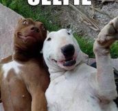 Dogs get in on the selfie action…